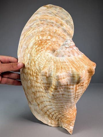 Grote Goliath-conch met uitzonderlijk uitwaaierende lip, Nieuw