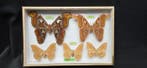 World Saturnidae / Months - ex French Mr BAILLET Collection, Nieuw