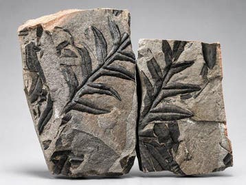 Uitzonderlijk varen plant duo fossielen - Gefossiliseerde