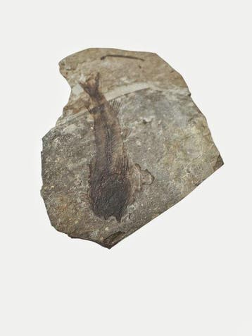 Poisson - Animal fossilisé - Fossil Fish from China