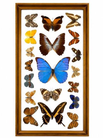 Wanddecoratie - Brazilië - Vlindercollectie