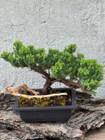 Jeneverbes bonsai (Juniperus) - Hoogte (boom): 16 cm -, Antiek en Kunst