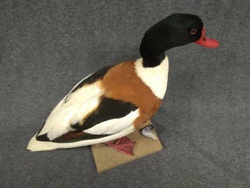 kemphaan Taxidermie volledige montage - Tadorna tadorna - 43