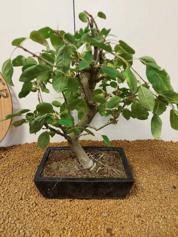 Malus domestica - Hoogte (boom): 36 cm - Diepte (boom): 37