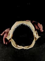 requin gris Support de corps entier pour taxidermie -, Collections