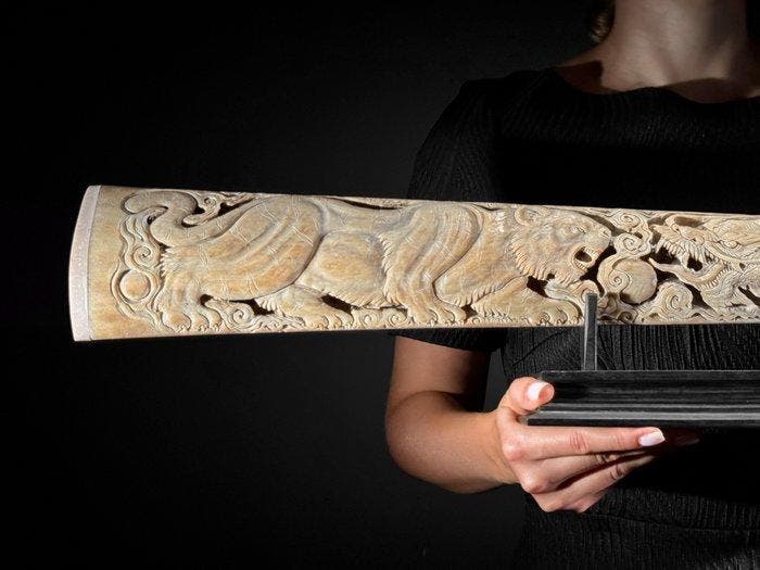 SANS RÉSERVE - Époustouflant rostre d’espadon très grand, Antiek en Kunst, Kunst | Designobjecten