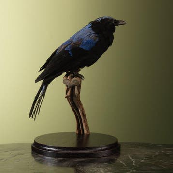 Irena Support de corps entier pour taxidermie - Irena puella, Nieuw