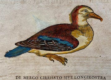 Conrad Gesner - Vogelbuch - 1617