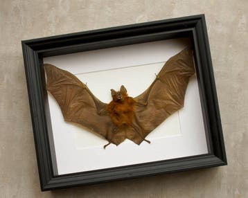 Painted Vesper Bat - framed Taxidermie volledige montage -