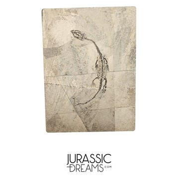 Mooi goed bewaard jong Keichousaurus hui, een marien reptiel