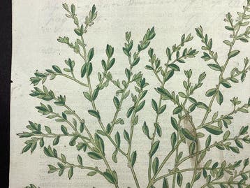 Leonhart Fuchs (1501-1566) - Weggrass da New Kreüterbuch
