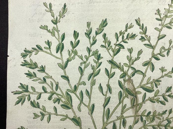 Leonhart Fuchs (1501-1566) - Weggrass da New Kreüterbuch, Antiek en Kunst, Antiek | Overige Antiek