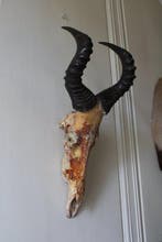 Trophée de chasse, Antiquités & Art