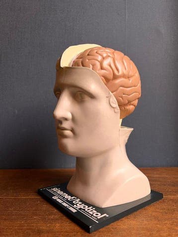 Anatomisch model - Plastic - 1970-1980