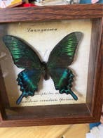 Vlinder Balg - Papilio bianor (Summer Green-Striped, Antiek en Kunst