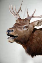 Elk nord-américain, alias wapiti - Crâne - Cervus canadensis, Collections, Collections Animaux
