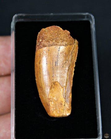 Dinosaurus - Fossiele tand - Carcharodontosaurus