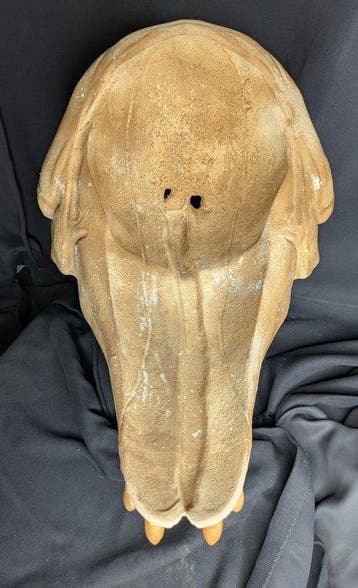 Fossiele schedel - Livyatan Melvillei - Museum-Grade Replica
