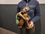 Beeld, (XL) Elegant Bronze Girl - 26 cm - Brons - 2026, Antiek en Kunst