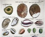 Matthäus Merian (b1593) Hand coloured folio, Marine Life:, Antiek en Kunst