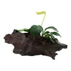 Anubias barteri var. nana op hout, Dieren en Toebehoren, Vissen | Aquaria en Toebehoren, Verzenden, Nieuw