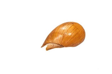 Exquisiet verzamelobject: Indische Walzenschnecke Melo melo, Nieuw