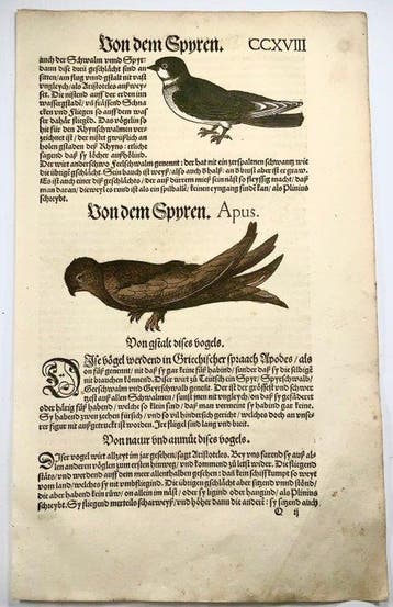 Conrad Gesner - First German Issue - Swifts, Apus, Bird -