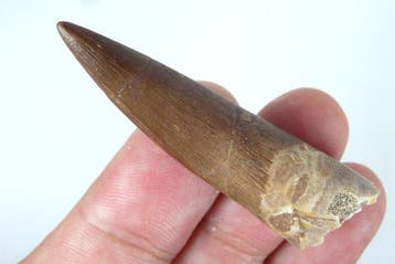 Plesiosaurus-tand - Fossiele tand - Zafarasaura oceanis -