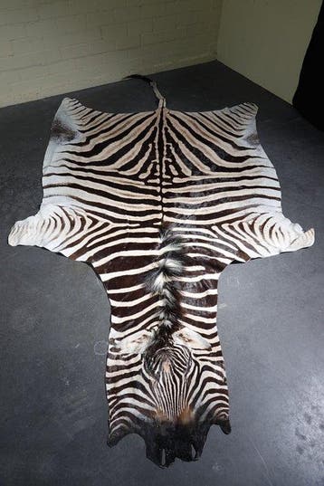 Plains Zebra Skin with Head Gewei - Equus quagga - 305 cm -, Nieuw