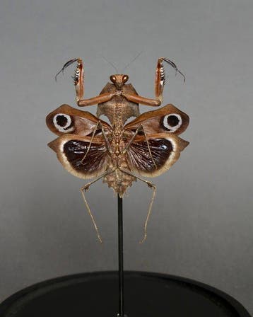 mante Support de corps entier pour taxidermie - Deroplatys, Antiquités & Art