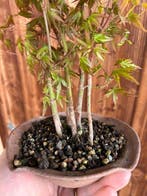 Japanese maple bonsai (Acer palmatum) - Hauteur (arbre) : 25