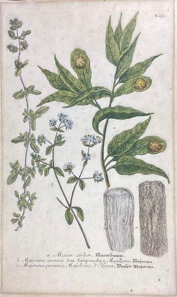Johann Jacob Haid (1704 - 1767) - Macer arbor, Majorana