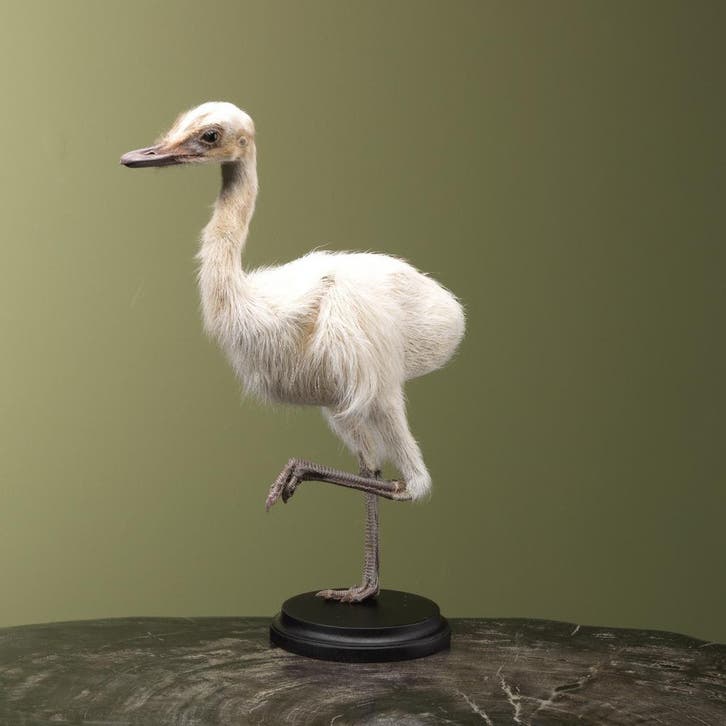 Nandoe Kuiken Wit Taxidermie Opgezette Dieren By Max, Verzamelen, Dierenverzamelingen, Opgezet dier, Nieuw, Vogel, Ophalen of Verzenden