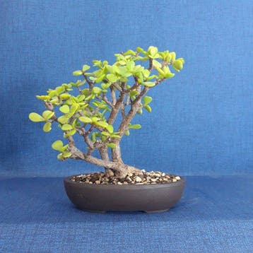 Jade bonsai (Crassula/Portulacaria) - Hauteur (arbre) : 19, Antiquités & Art