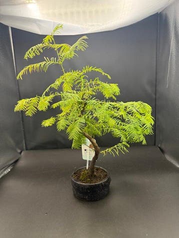 Lariks bonsai (Larix) - Hoogte (boom): 25 cm - Diepte