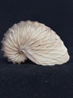 Nautilus Zeeschelp - S-273 ARGONAUTA HIANS (Zonder