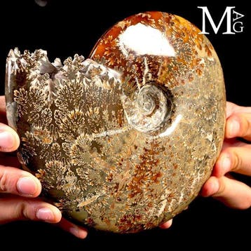 gefossiliseerde Cleoniceras-ammoniet met uitzonderlijke