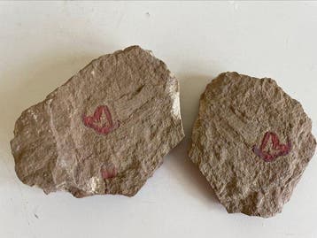 Onbekend dier / ?Arthropode - Gefossiliseerd dier (Zonder, Verzamelen