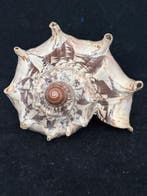 Zeeslak Zeeschelp - S-211 CYMBIOLA IMPERIALIS (Zonder