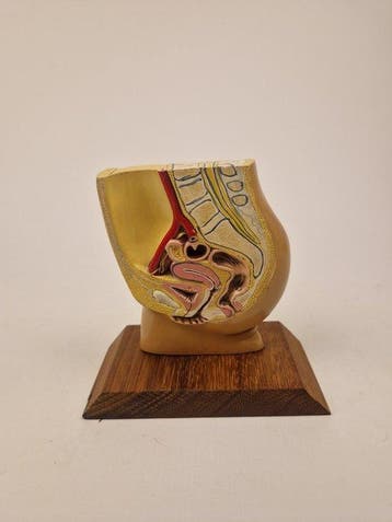 Anatomisch model - kunststof - 2000-2010 - Bekkenbodem en, Antiek en Kunst