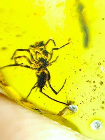 Amber - Barnsteen - Chimerarachne yingi - 35 mm - 23 mm