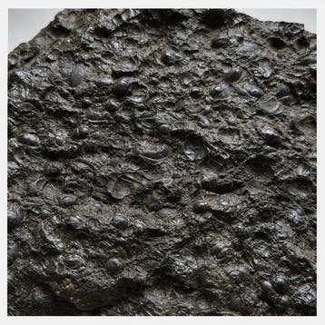 Trilobiet - Gefossiliseerd dier - Agnostus pisiformis - 11, Verzamelen