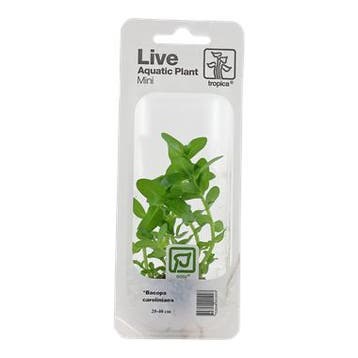 Tropica Bacopa caroliniana (easy), Verzenden