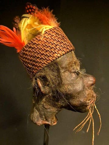 Réplique de tête réduite Monture pour réplique taxidermique