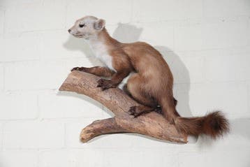 Martre des rochers - Support de corps entier pour taxidermie, Collections, Collections Animaux