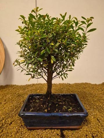 Syzygium - Hauteur (arbre) : 27 cm - Profondeur (arbre) : 16