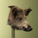 Wild Zwijn Klein Taxidermie Opgezette Dieren By Max, Ophalen of Verzenden, Opgezet dier
