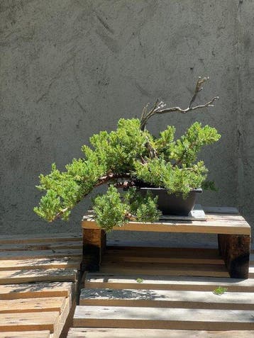 Jeneverbes bonsai (Juniperus) - Hoogte (boom): 26 cm -