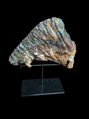 Wolharige mammoet - Fossiele kies - 20 cm - 18 cm, Verzamelen