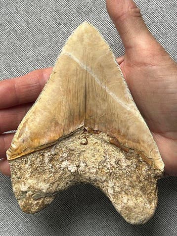 Grote Megalodon-tand, 13,8 cm - Fossiele tand - Carcharocles